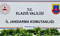 Elazığ’da 158 kök kenevir ele geçirildi