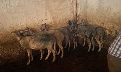 Koyunları itfaiye ekipleri kurtardı