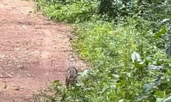 Ormanlık alanda yaban kedisi  görüntülendi