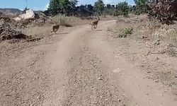 Nesli tehlike altına olan dağ keçileri görüntülendi