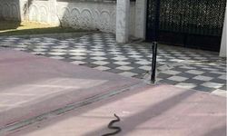 Tekirdağ’da 1 metrelik yılan korkuttu