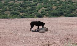 Eskişehir'de başıboş köpekler koyunlara saldırdı!