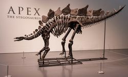 Dinozor iskeleti 44.6 milyon dolarlık rekor fiyata satıldı!