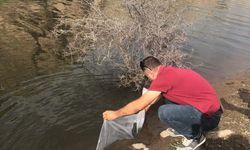 Şuhut’taki göletlere 73 bin adet yavru sazan balığı bırakıldı