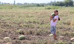 Fiyatlar düşünce karpuz tarlada kaldı