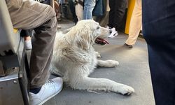 Tramvaydaki köpek görenleri gülümsetti