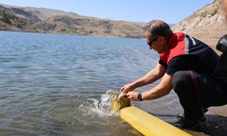 Kars’ta göllere 1 milyon 680 bin sazan balığı salındı