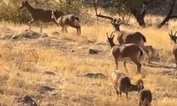 Koruma altında olan dağ keçileri görüldü