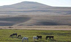 Kars’ta yılkı atları görüntülendi