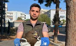 Yaralı bulunan puhu baykuş ve kara şahin kuşları tedavi altına alındı