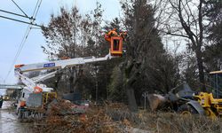 Eskişehir'de ağaçlara kış bakımı