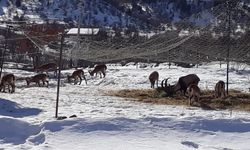 Yaban keçileri mahalleye indi