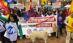 Eskişehir'de bu köpekler etkinlikleri seviyor!