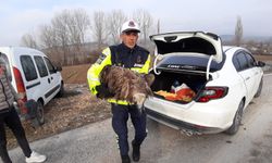 Yaralı akbabanın yardımına jandarma yetişti