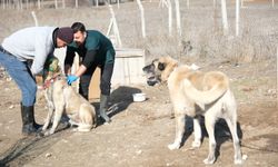 Eskişehir'in o ilçesinde köpekler çipleniyor!