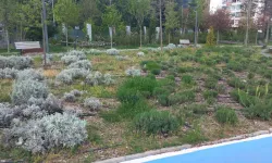 Eskişehir'deki parklarda çevre düzenlemesi yapılacak