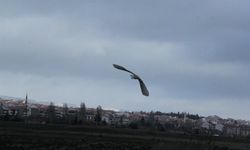 Nadir görülen kuş fotoğraflandı!