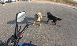 Eskişehir'de başıboş köpekler motosiklete işte böyle saldırdı!