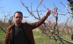 Çiçek açan ağaçları don vurdu
