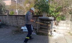 Elektrik baksına giren kedi akıma kapılarak telef oldu