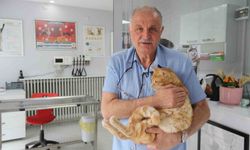 Kedisini kliniğe yetiştirdi cezayı yedi!