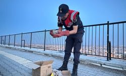 4 kartal yavrusu yol kenarında bulundu