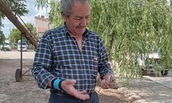 Zirai don buğdayı vurdu