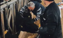 26 ilde hayvan sağlığı seferberliği...