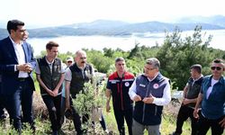 80 bin yabani zeytin ağacı aşılanacak