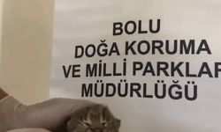 Annesini kaybeden yavru vaşak, korumaya alındı