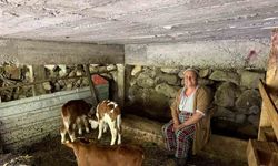 Bir inek dördüz doğurdu, aile büyük sevinç yaşadı