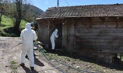 Çiftçinin korkulu rüyası kahverengi kokarca böceğine ilaçlı önlem