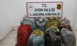 İzinsiz zeytin toplayan 11 şüpheli yakalandı