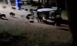 Piknikte karşılaştıkları domuz sürüsü panik oluşturdu