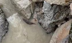 Su samurları görüntülendi