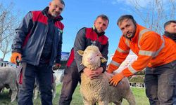 Üreticilere damızlık koç desteği