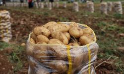 Yurt dışından gelen 2 bin tondan fazla patates virüslü çıktı