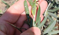 Zeytin üreticilerine önemli uyarı