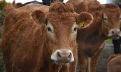 Kezban ninenin firari düvesini dron buldu