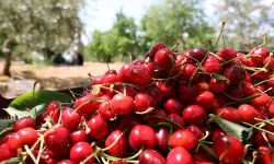 Üreticilerin yüzünü güldüren kiraz... Büyük rağbet görüyor...