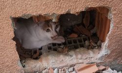 Eskişehir'de mahsur kalan kediyi kurtardılar