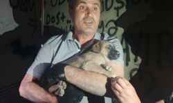 Trafoda mahsur kalan yavru köpeğe duyarsız kalmadılar!