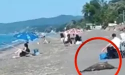 Ölü yunus skandalı! Günlerdir kaldırılmadı...