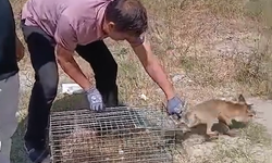 Şehre inen tilki yakalanarak yeniden doğaya bırakıldı