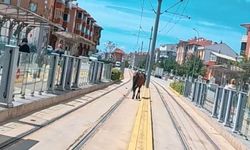 Tramvay rayları üzerinde ilginç manzara!