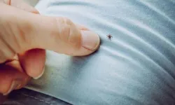 Kene kabusunda artış var: 6 can kaybı