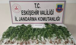Eskişehir'de kenevir eken şahıs yakalandı