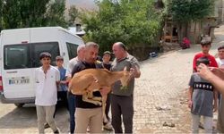 Dağ keçisi yetkililere teslim edildi