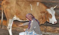 Eskişehir'de süt üreticileri zammı yetersiz buldu!