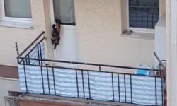 Kedinin balkon videosu polisi harekete geçirdi!